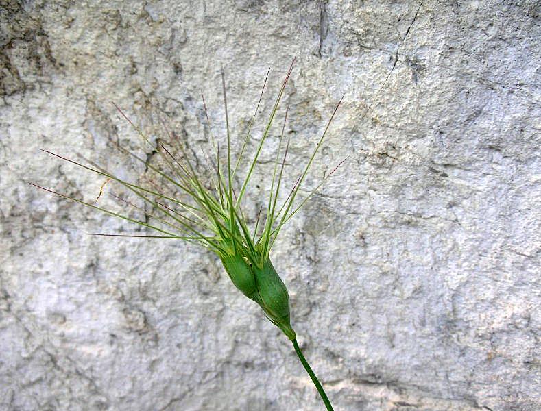 Triticum ovatum (=Aegilops geniculata) / Grano delle formiche